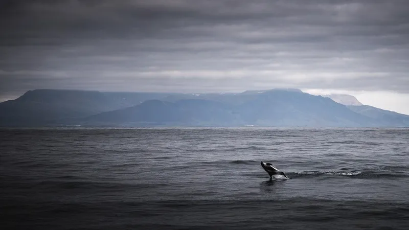 excursion d'observation des baleines depuis le Vieux Port de Reykjavík