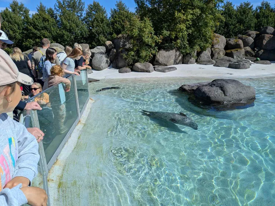 Les meilleures sorties en famille à Reykjavik : guide 2026